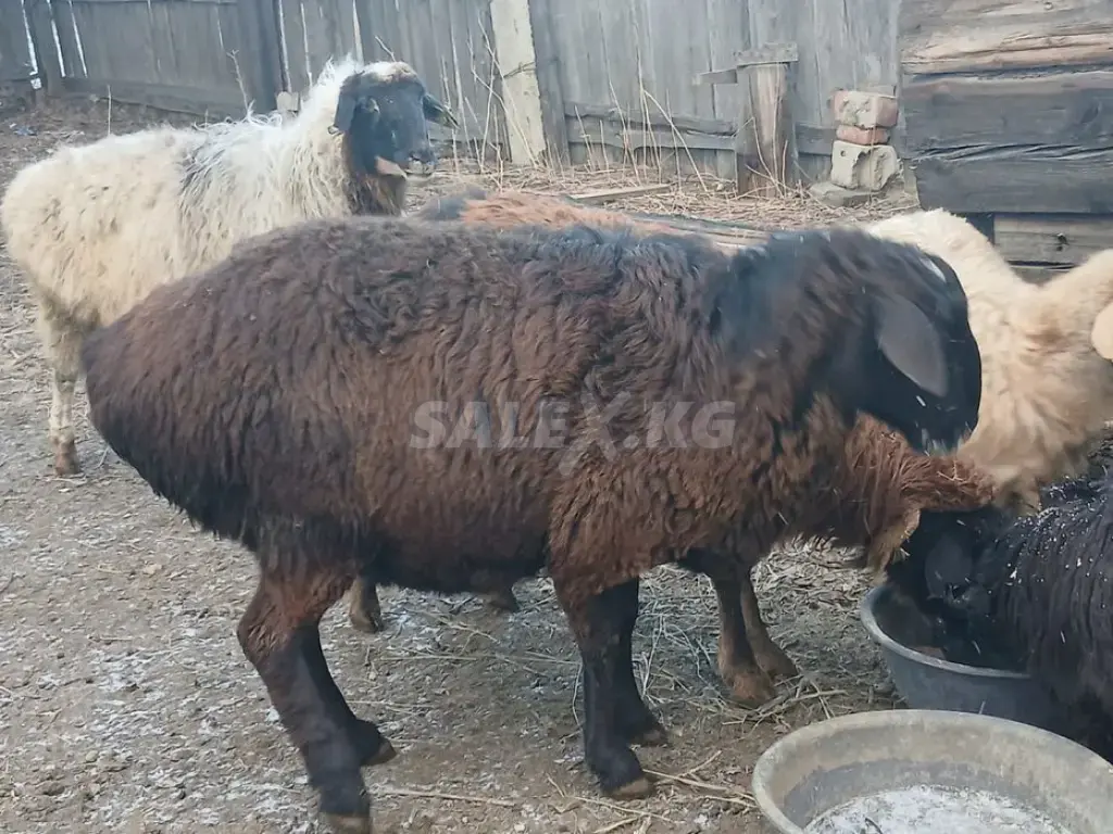 Продаются бараны на мясо